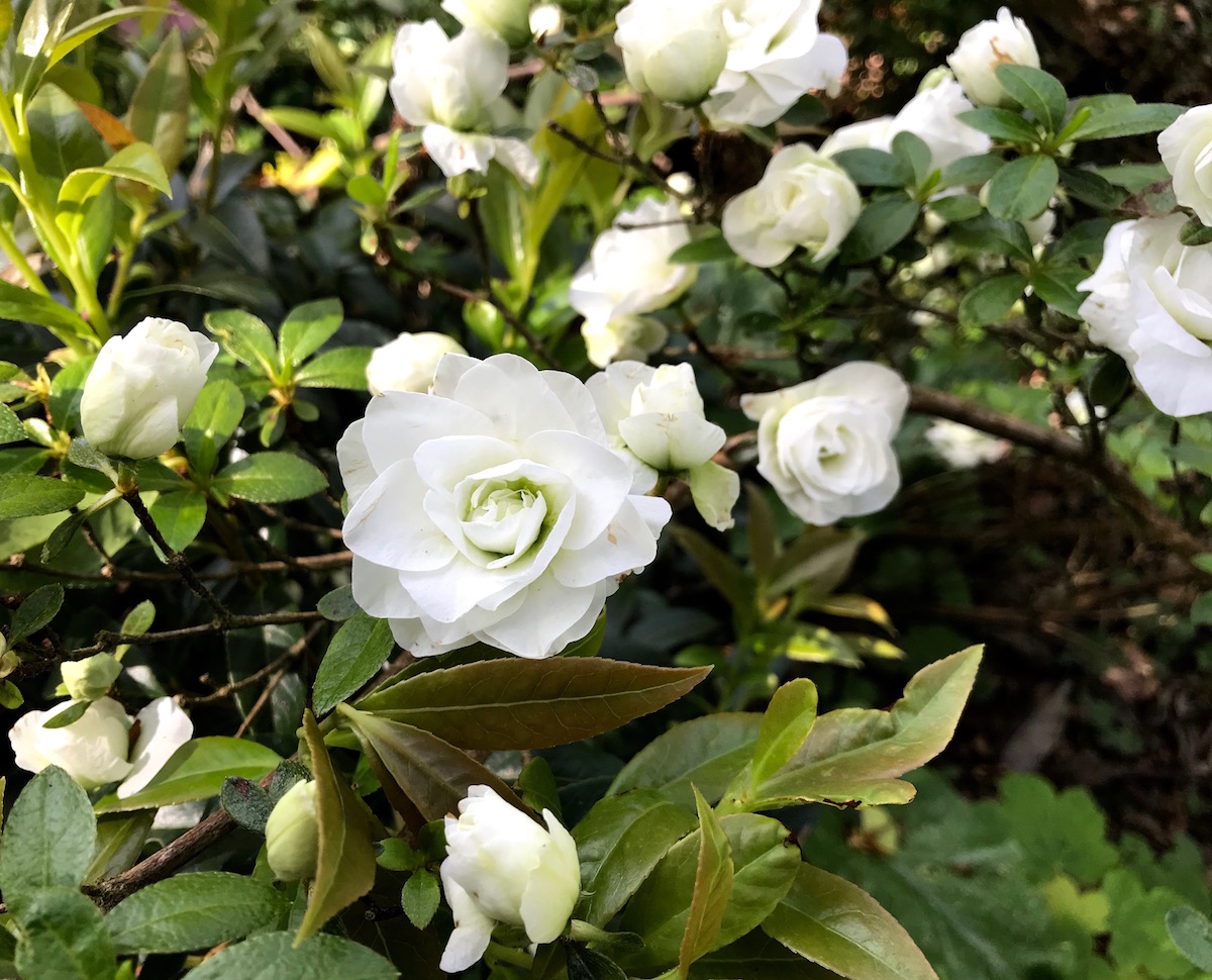 Azalea Bridal Bouquet